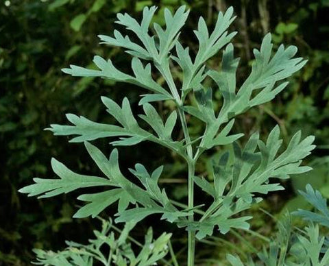 Indigenous Botanicals