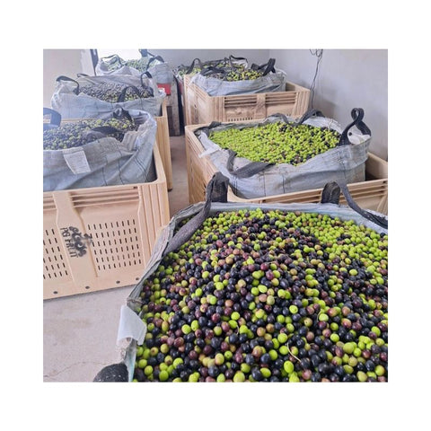 Olive-harvest-at-farm.jpg