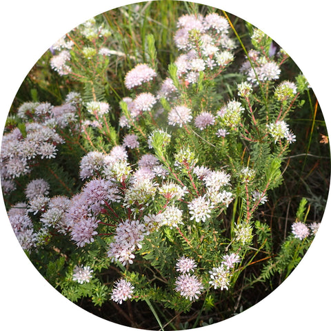 aniseed-buchu.jpg