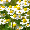 chamomile3_8e2ba14d-9f24-41c3-ae35-f04079a898ce.jpg