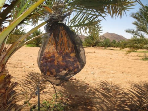 dates_namibia_a128fe64_643b_49a0_8cae_5403d6629a05.jpg