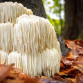 lions mane.jpg