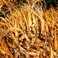 mondia_whytei_root.jpg