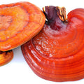 reishi.jpg